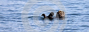 Sea Otter - Kenai Fjords National Park