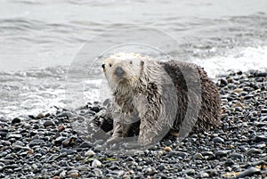 Sea Otter On Land