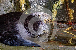 Sea Otter on land