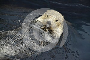 Sea Otter licks an ice cube.