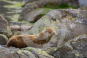 Sea otter looks curious into the camera lens