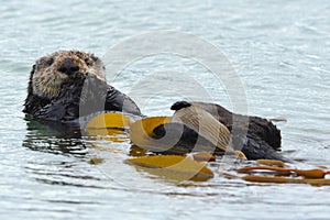 Sea otter male in kelp on a coldy rainy day, big sur, california