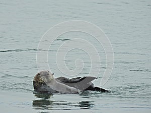 Sea Otter, Marine Life