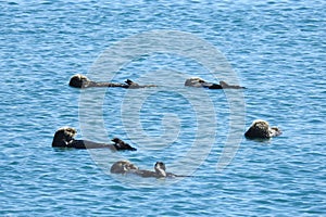 Sea Otter, Marine Life