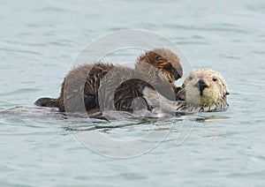 Il mare lontra madre adorabile un bambino  un bambino il grande 