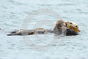 Sea otter mother with baby in kelp, big sur, california