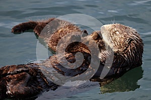 Sea otter mother holding her pup