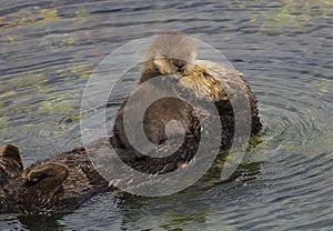 Sea Otter Mother and Pup