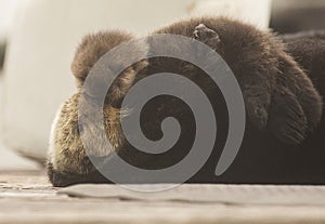 Sea Otter Mother and Pup