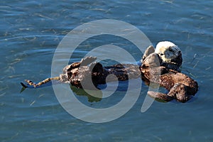 Sea otter mother and pup , Enhydra lutris, in Pacific ocean