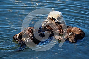 Sea otter mother and pup , Enhydra lutris, in Pacific ocean