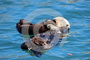 Sea otter mother and pup , Enhydra lutris, in Pacific ocean