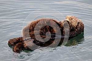 Sea otter mother and pup , Enhydra lutris, in Pacific ocean