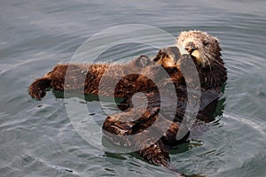 Sea otter mother and pup , Enhydra lutris, in Pacific ocean