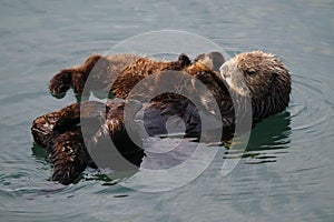 Sea otter mother and pup , Enhydra lutris, in Pacific ocean