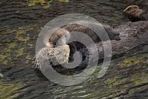 Sea Otter Mother and Pup