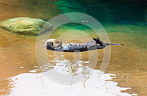 Sea Otter napping