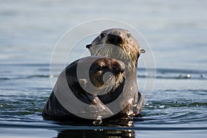 Sea Otter Pair