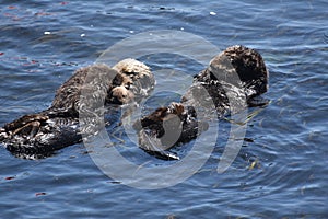 Sea Otter Pair with an Infant in the Pacific Ocean