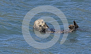 Sea Otter Preening in the Ocean