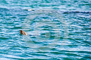 Sea otter in protected area Monumento Nacional Islotes de Punihuil on Chiloe island, Chi photo