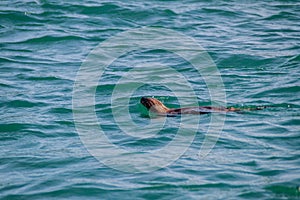 Sea otter in protected area Monumento Nacional Islotes de Punihuil on Chiloe island, Chi photo