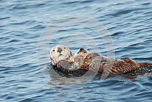 Sea Otter and Pup