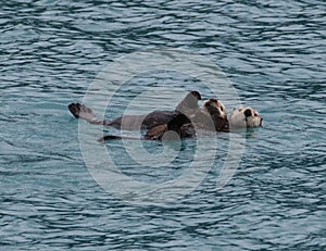 Sea Otter and Pup