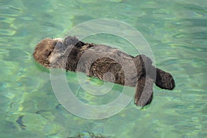 Sea Otter Pup