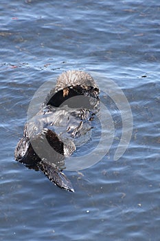 Sea Otter Pup Covering His Eyes While Floating on His Back