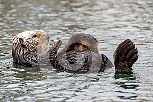 Sea otter and pup floating on their back