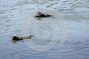 Sea Otter relaxing in the ocean. California USA. Animal