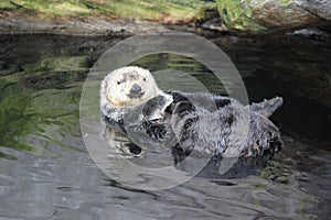 Sea otter