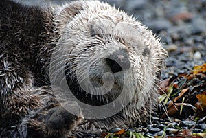 Sea Otter Resting On Land