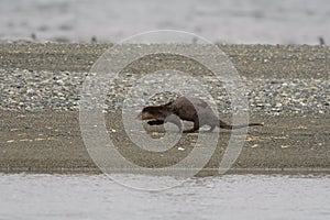 Sea otter resting on seaside beach