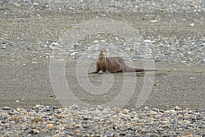 Sea otter resting on seaside beach