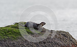 Sea otter resting on seaside rock
