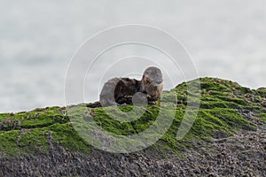 Sea otter resting on seaside rock