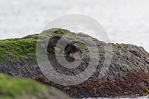 Sea otter resting on seaside rock