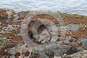 Sea otter resting on seaside rock