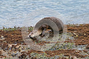 Sea otter resting on seaside rock