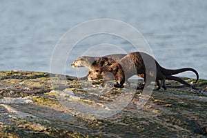 Sea otter resting on seaside rock