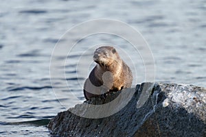 Sea otter resting on seaside rock