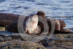 Sea otter resting on seaside rock