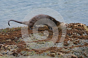 Sea otter resting on seaside rock