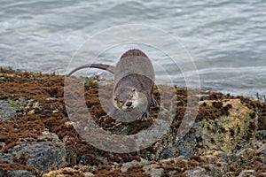 Sea otter resting on seaside rock