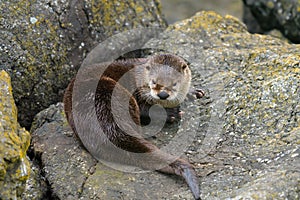 Sea otter resting on seaside rock