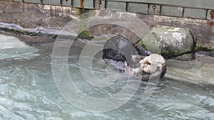 Sea otter rubbing face and body inside Vancouver aquarium