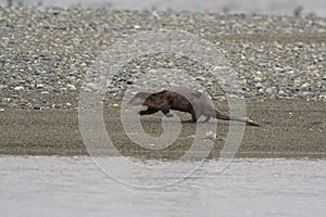 Sea otter running at seaside beach