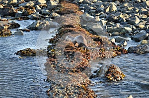 Sea Otter Runs across a Land-bridge